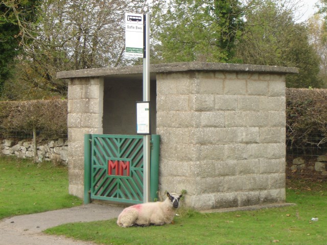 File:Sheep at bus shelter - geograph.org.uk - 272882.jpg