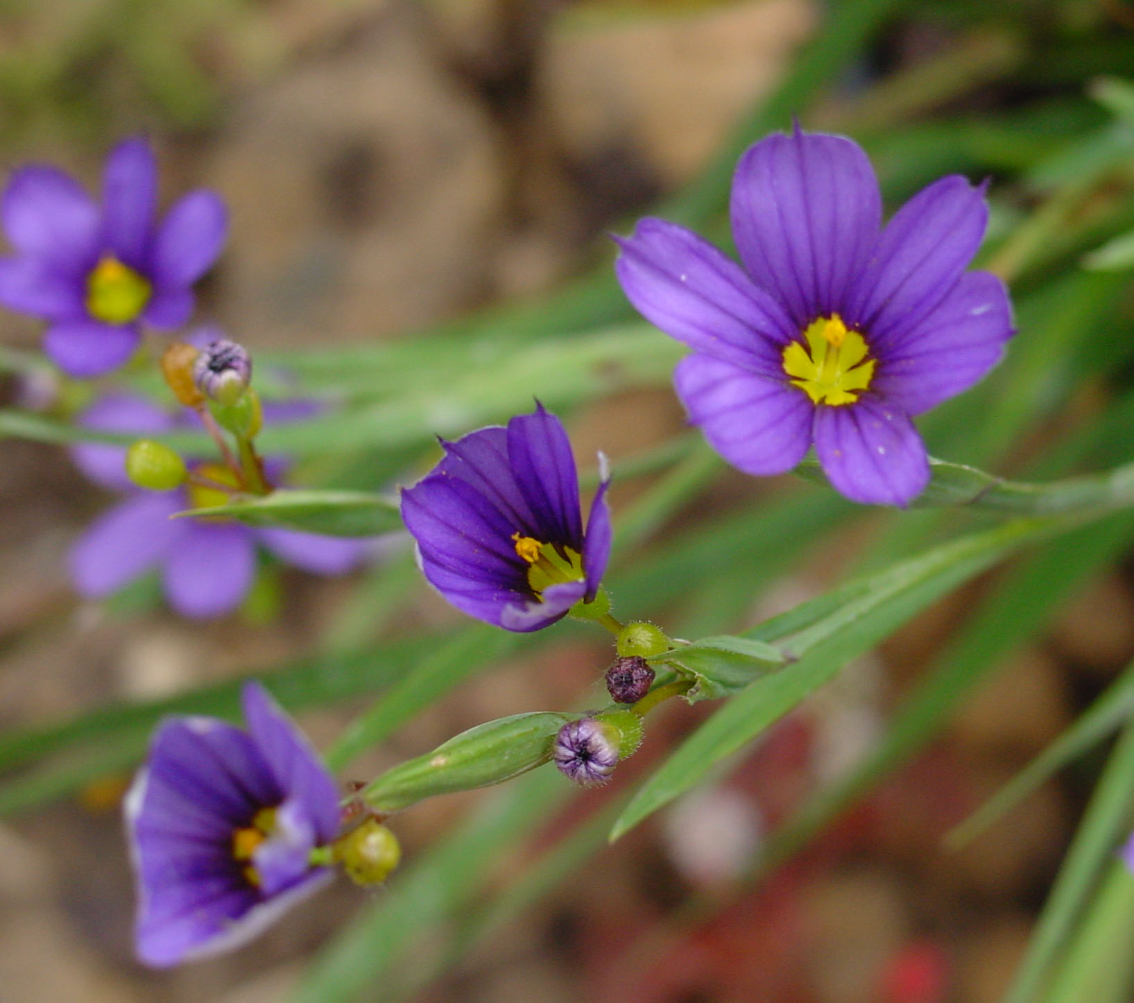 Sisyrinchium striatum - Wikipedia