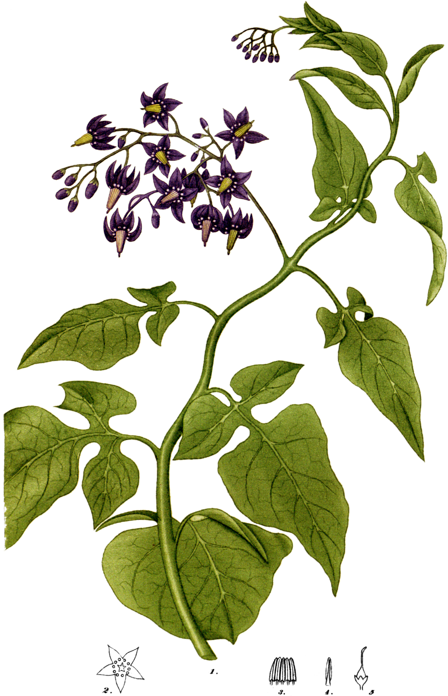 File Solanum Dulcamara American Medical Botany 1 01 18 Png Wikimedia Commons