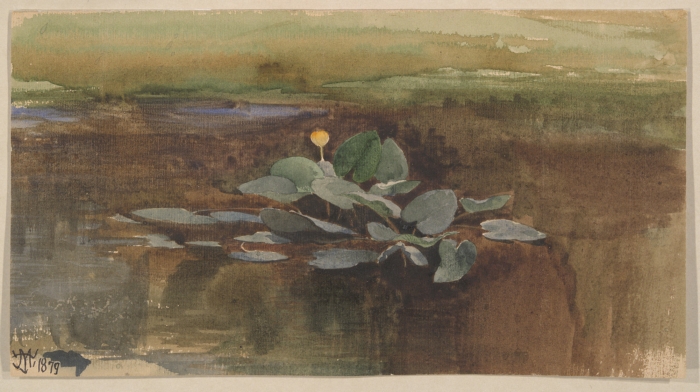 File:Study of a Water Lotus by Thomas Moran 1879.jpeg