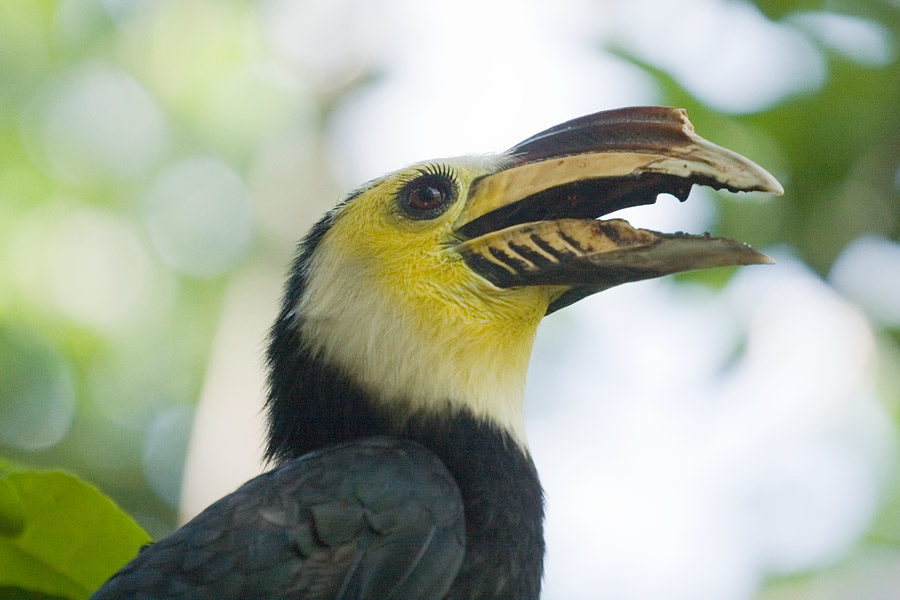 Sulawesi Tarictic Hornbill.jpg