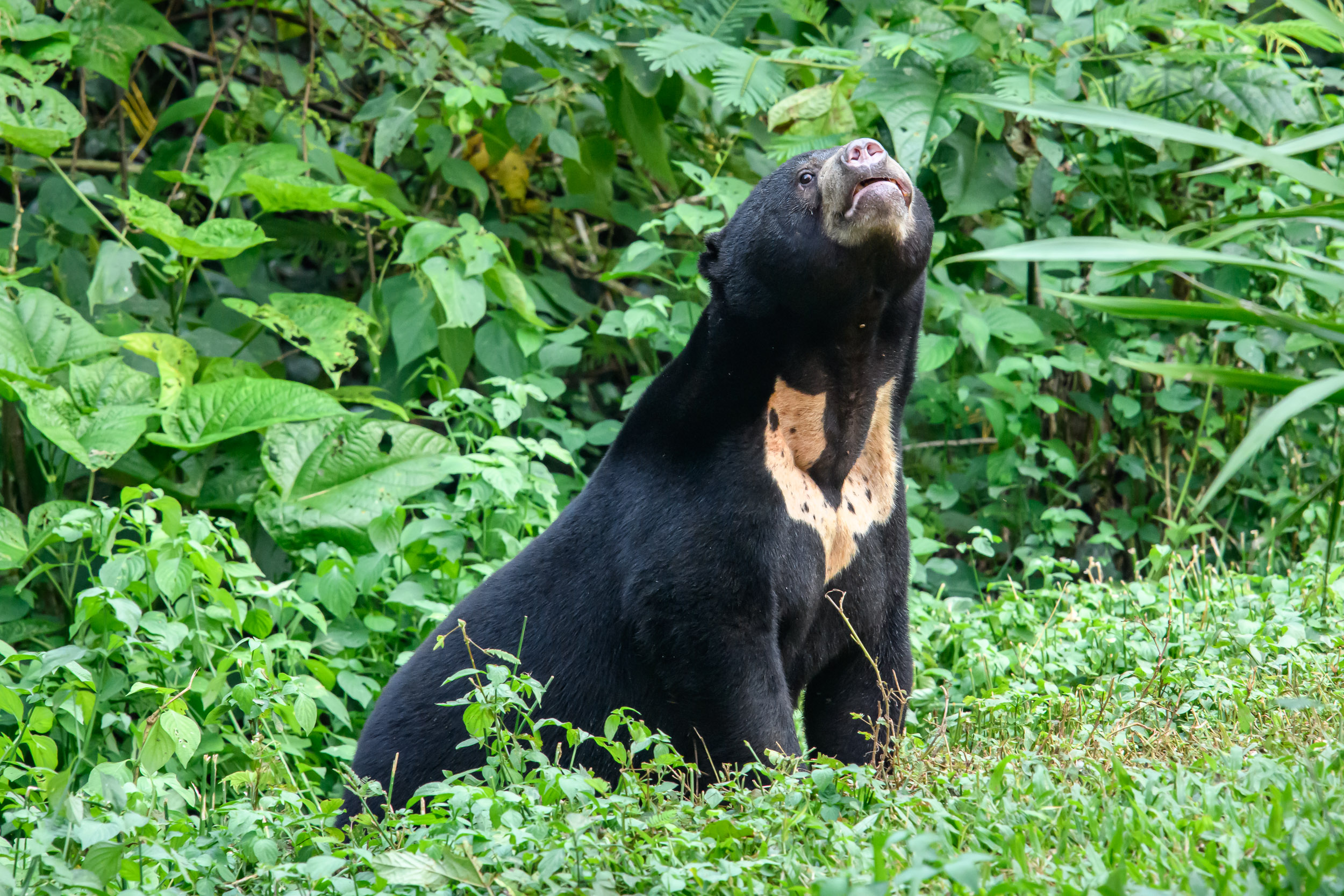 Sun bear - Wikipedia