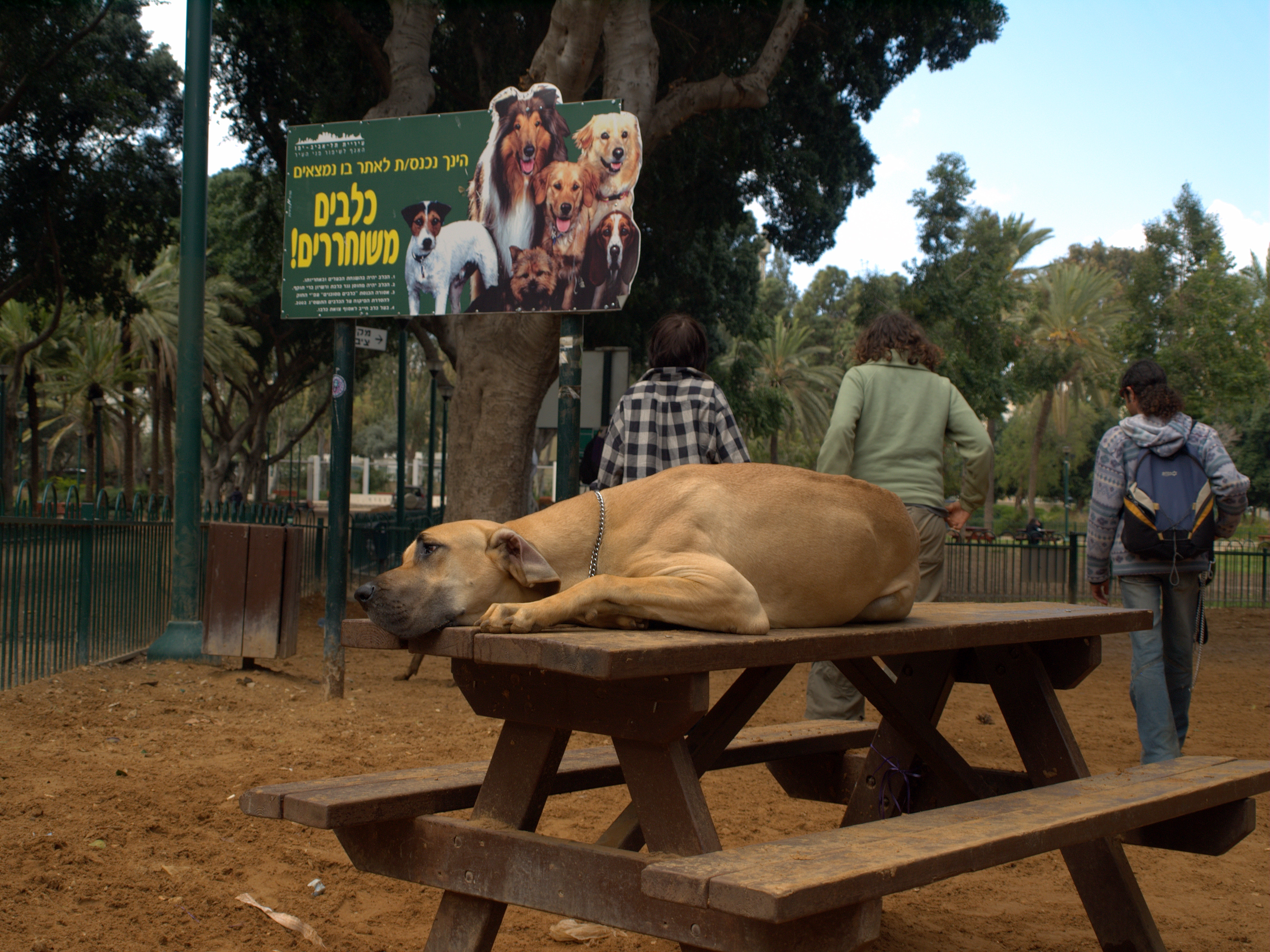 Bench dog - Wikipedia