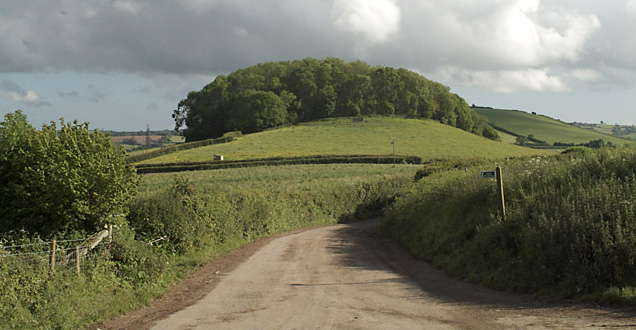 File:Tor Hill Plantation - geograph.org.uk - 14990.jpg