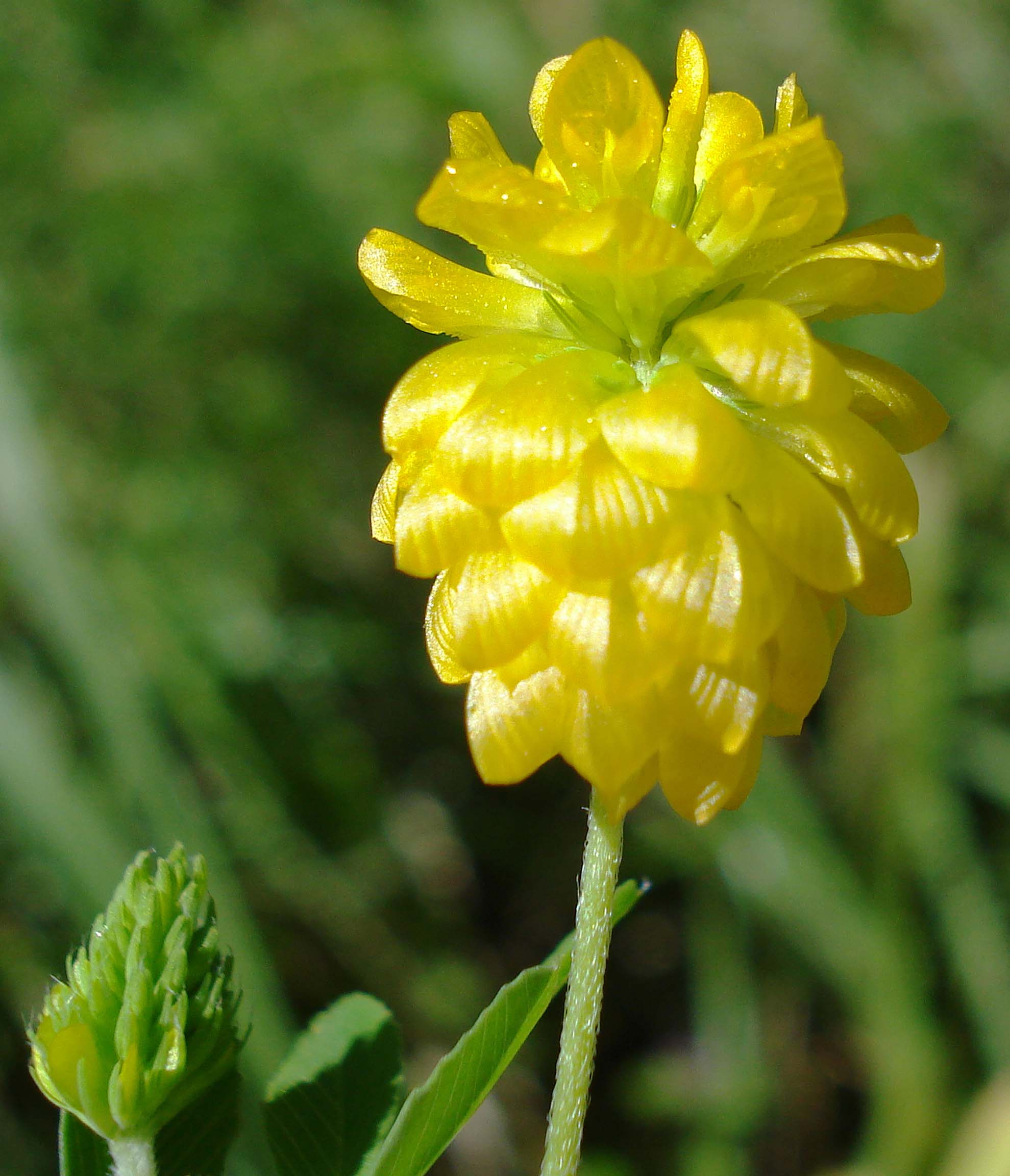 yellow hop clover