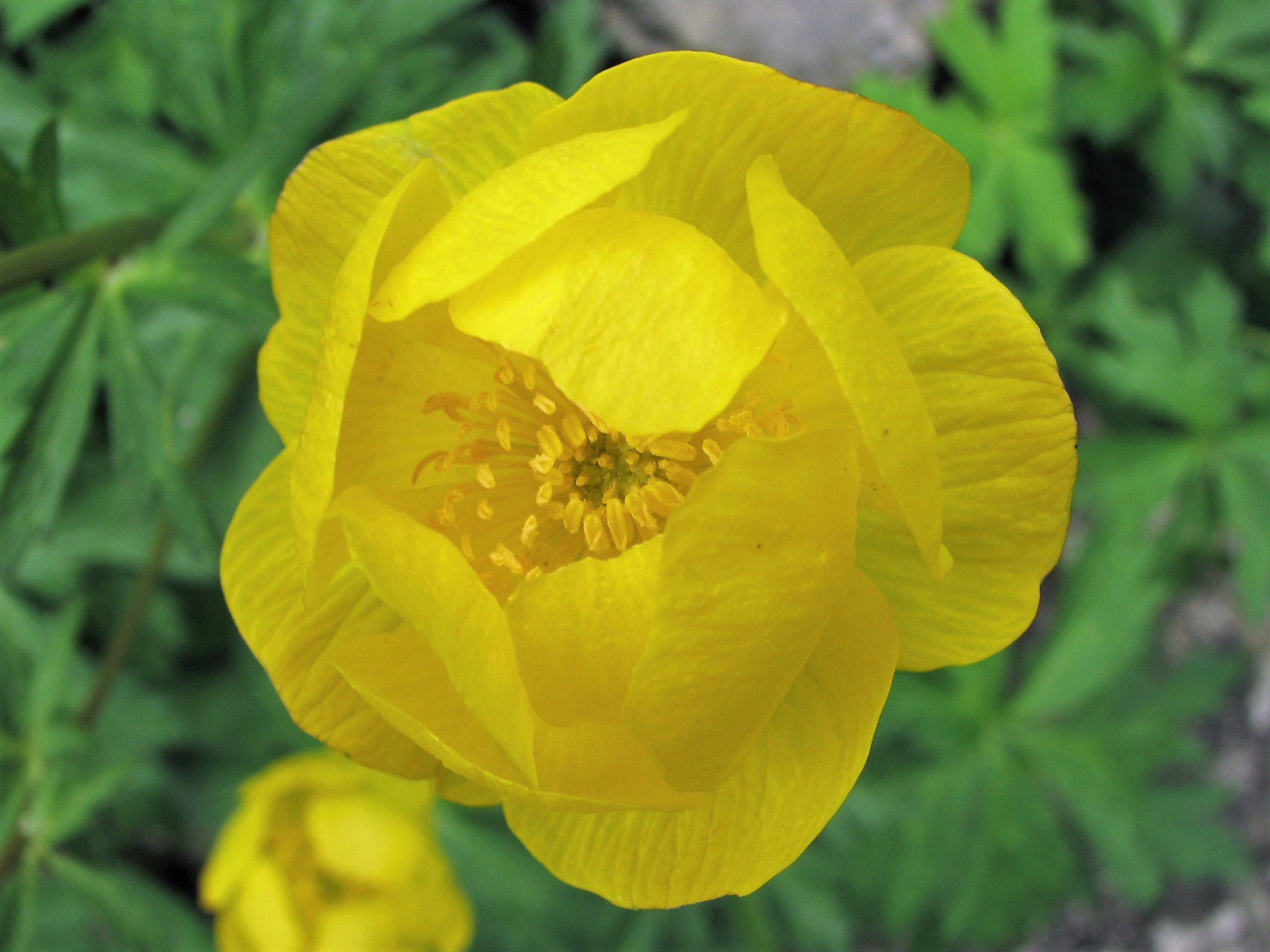 Trollius europaeus l