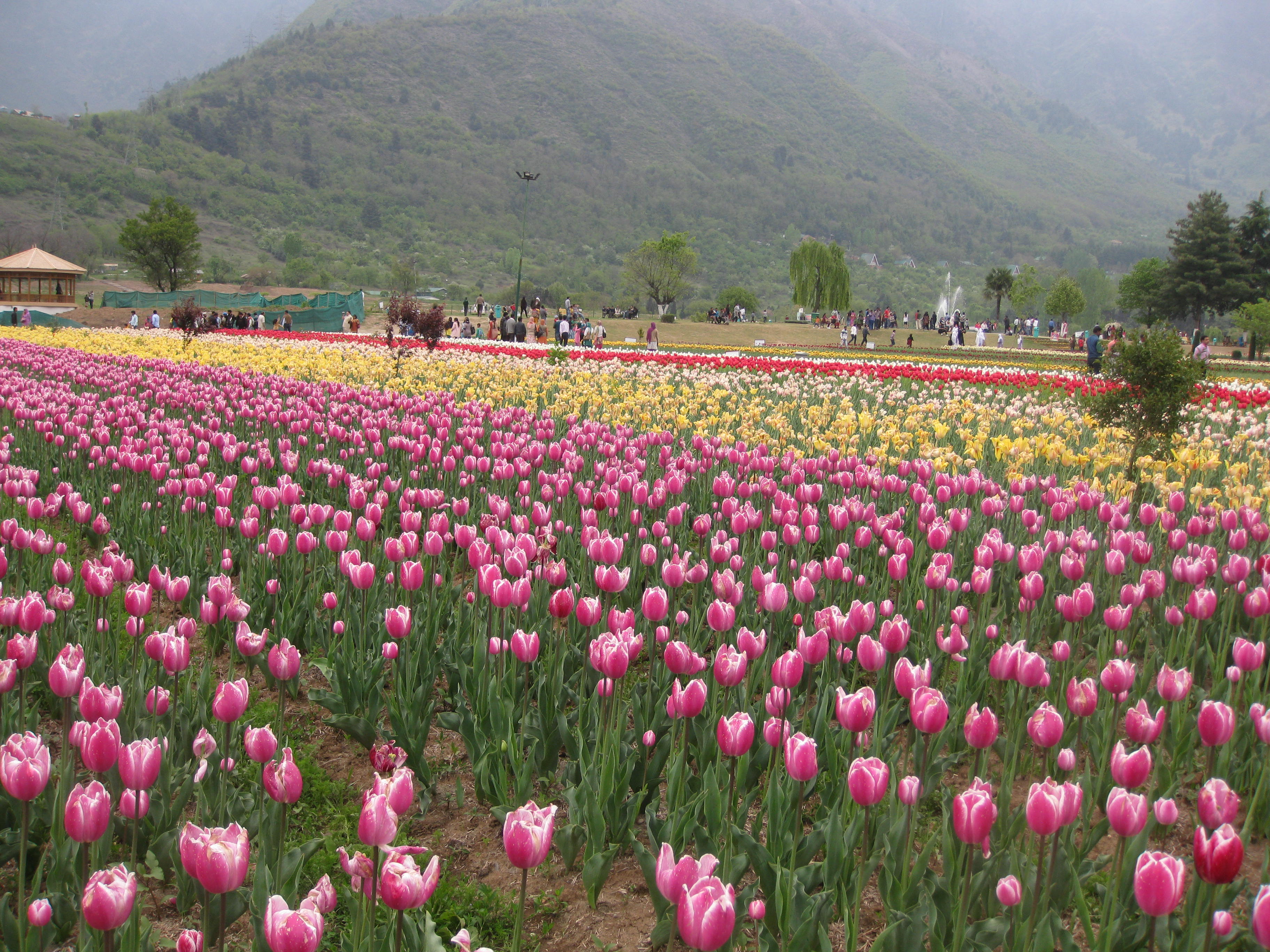 File Tulip Garden Kashmir Jpg Wikimedia Commons