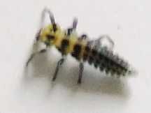 File:Unidentified Australian bug 1.jpg