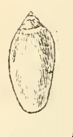 <i>Volvarina bullula</i> Species of gastropod