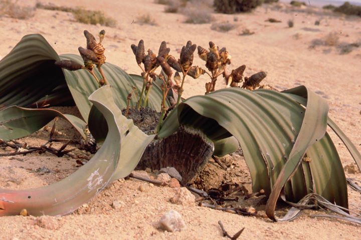 File:Welwitschia mirabilis03.jpg