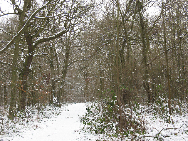 Winter in Elmstead Woods (6) - geograph.org.uk - 1655689