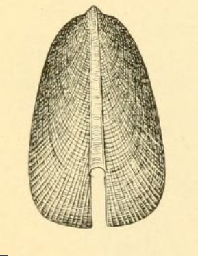 <i>Zeidora flabellum</i> Species of gastropod