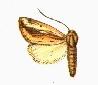 <i>Acrapex rhabdoneura</i> Species of moth