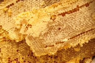 File:African Honey Bee Comb.jpg