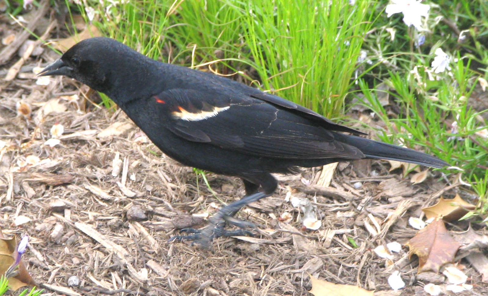 Symbolism of black birds
