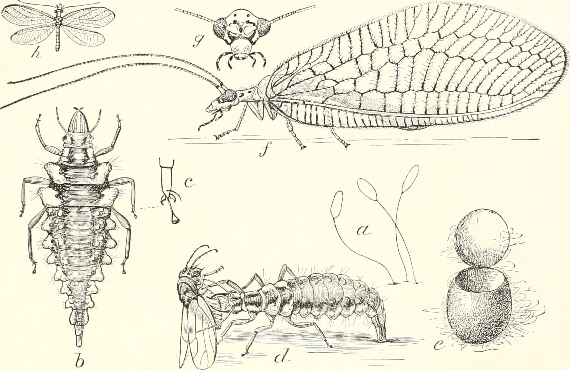 Биология контрольная 7 класс беспозвоночные. Neuroptera жизненный цикл. Контрольная работа по биологии 7 класс беспозвоночные.