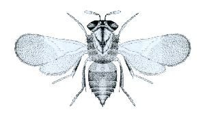 <i>Aphelinus</i> Genus of wasps