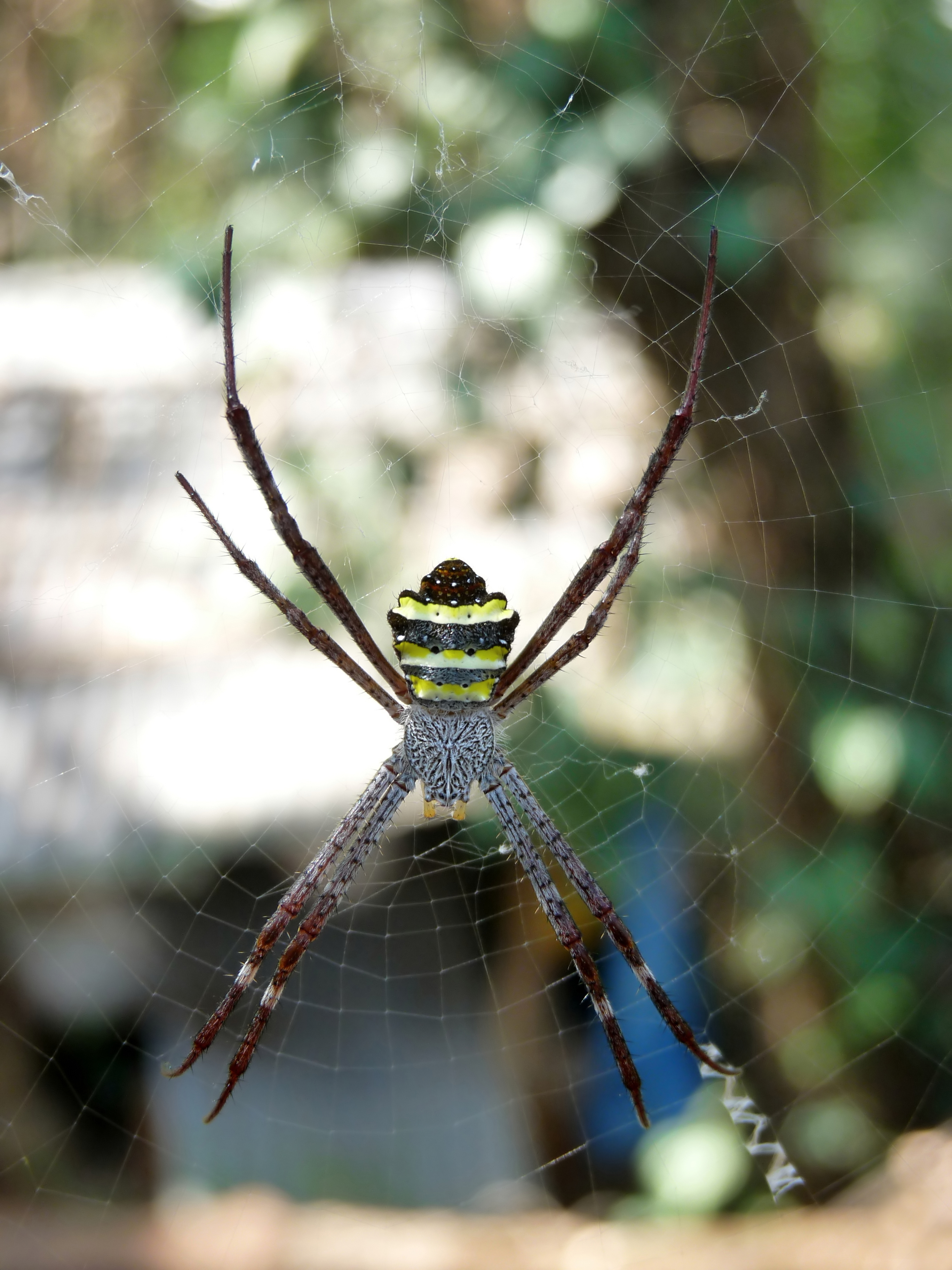 File:Argiope anasuja spider.jpg - Wikipedia