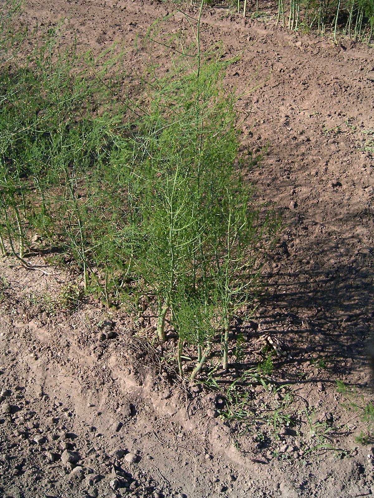 asparaugus plants growing in dirt plot