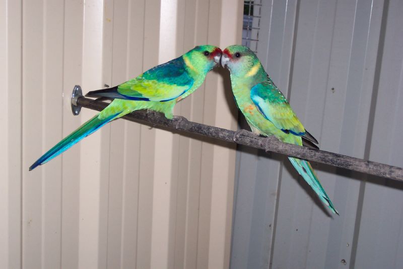 File:Australian Ringneck (Barnardius zonarius barnardi)4 -pair.jpg