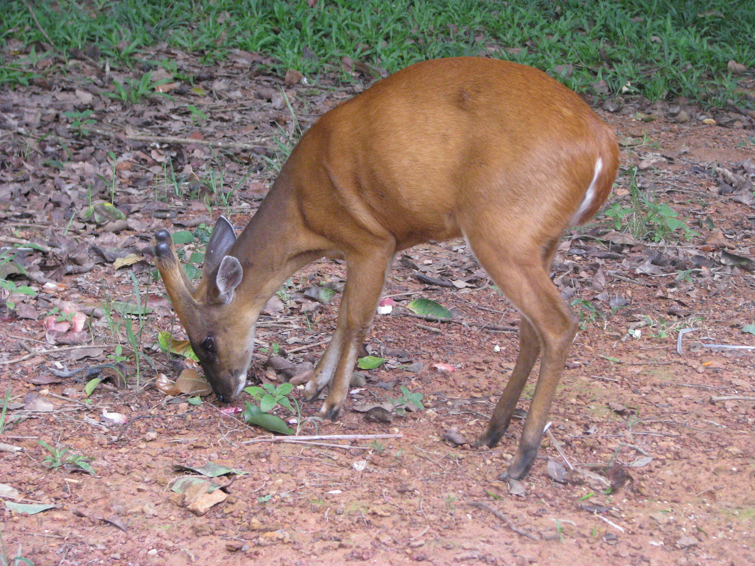 giant muntjac