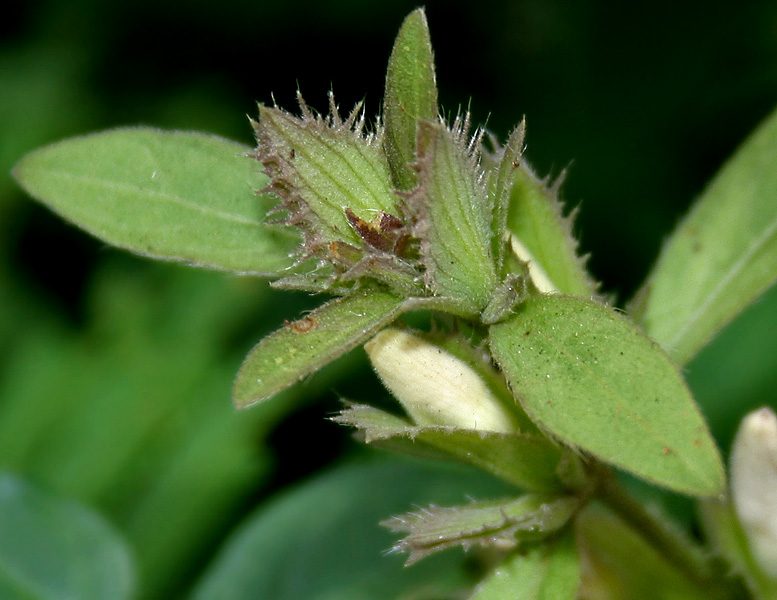 File:Barleria cristata W IMG 2900.jpg