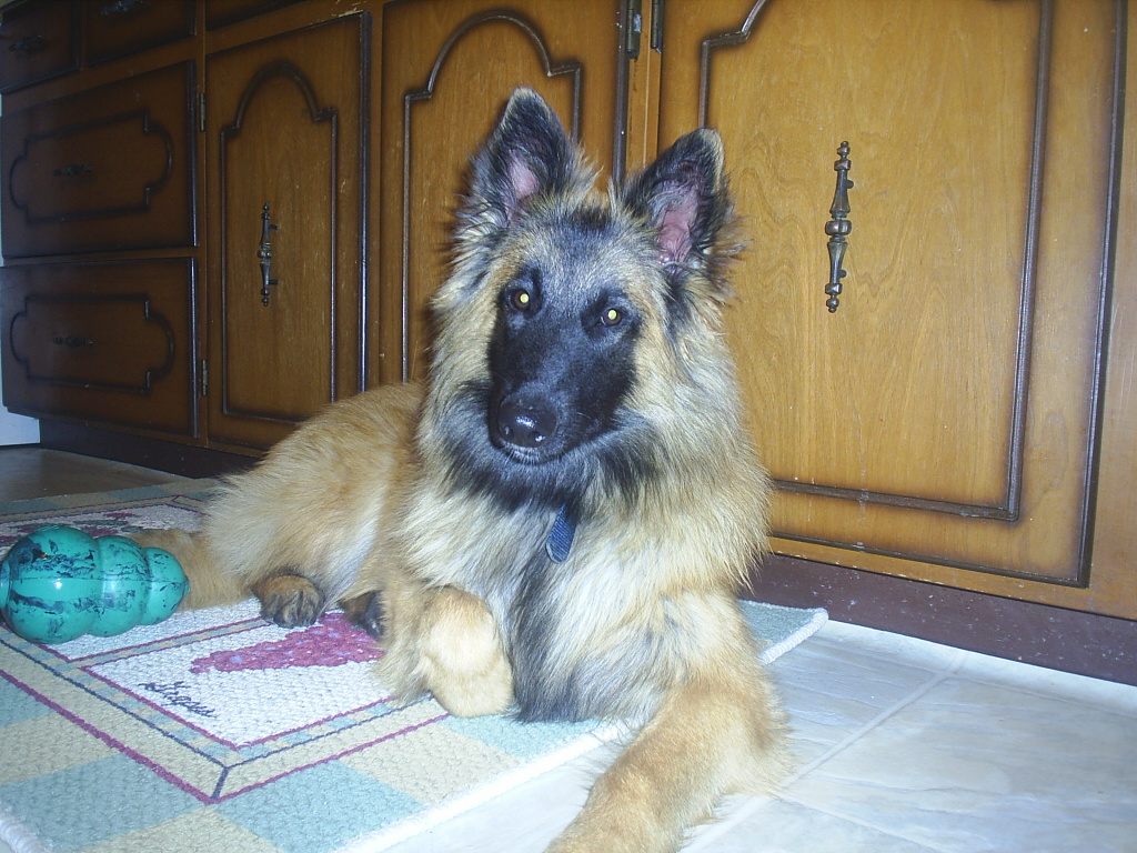 Belgian Shepherd - Wikipedia