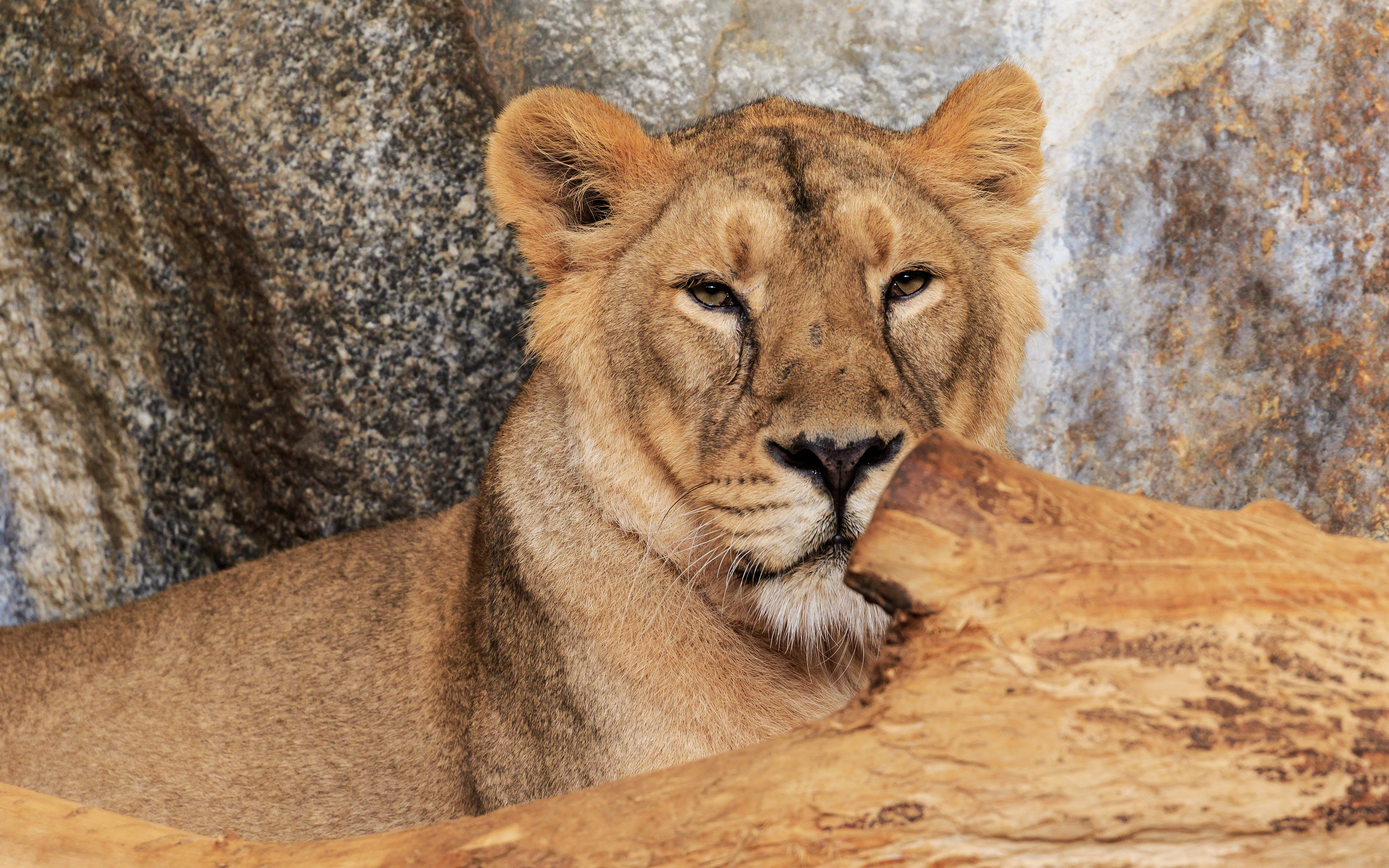 Berlin Tierpark Friedrichsfelde 12-2015 img20 Indian lion