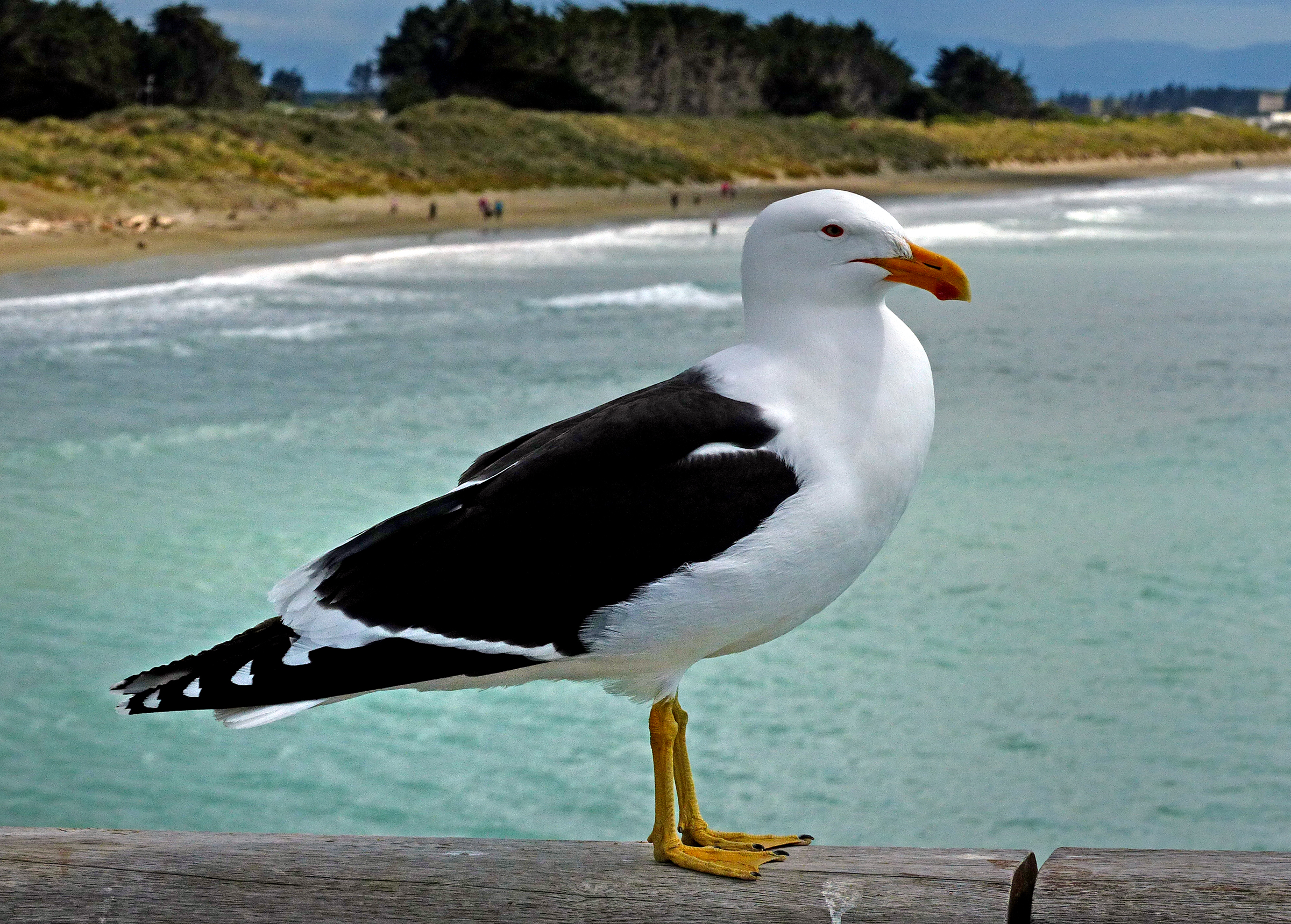 Black backed gull. (15774943241).jpg