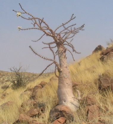 File:Bottle-tree.jpg