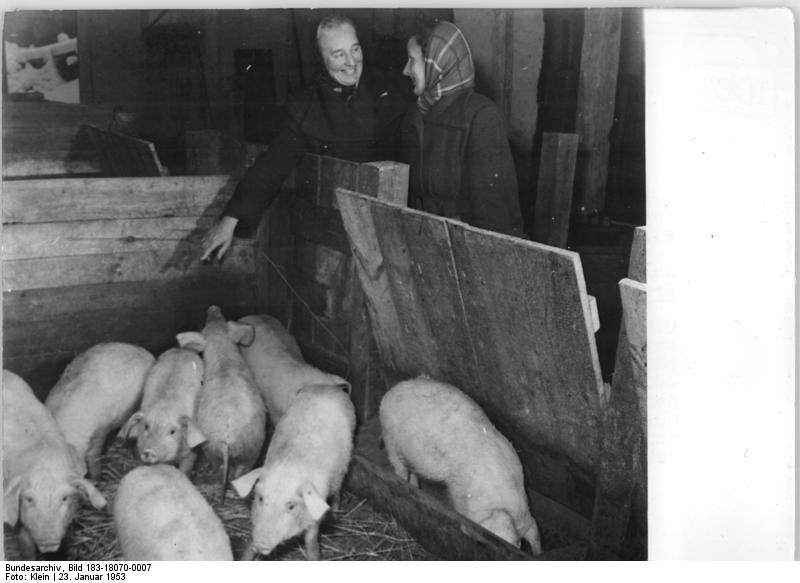 File:Bundesarchiv Bild 183-18070-0007, Viehhaltung in der LPG-Frauendorf-Krs. Cottbus.jpg