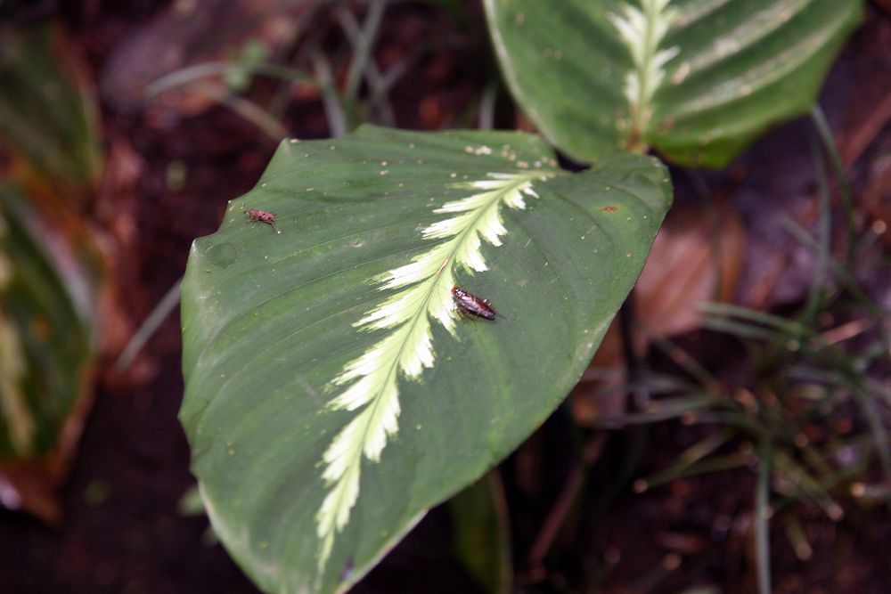 Калатея Луизы (Calathea louisae