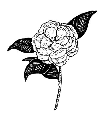 File:Camellia (PSF).jpg