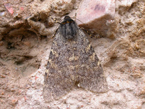 <i>Carcinopyga</i> Genus of moths