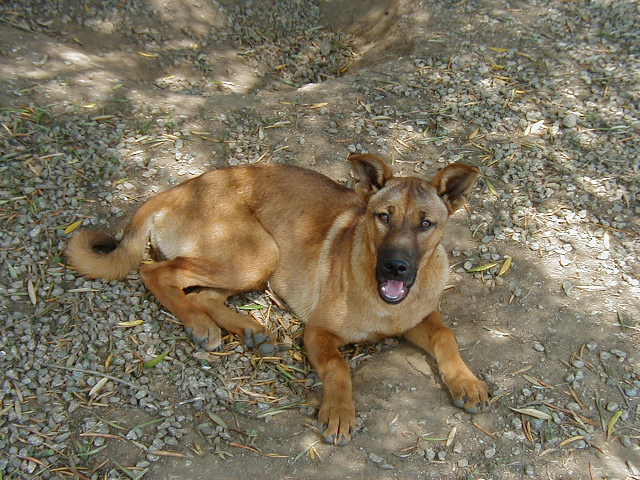 File:Carolinadog20020630a.jpg