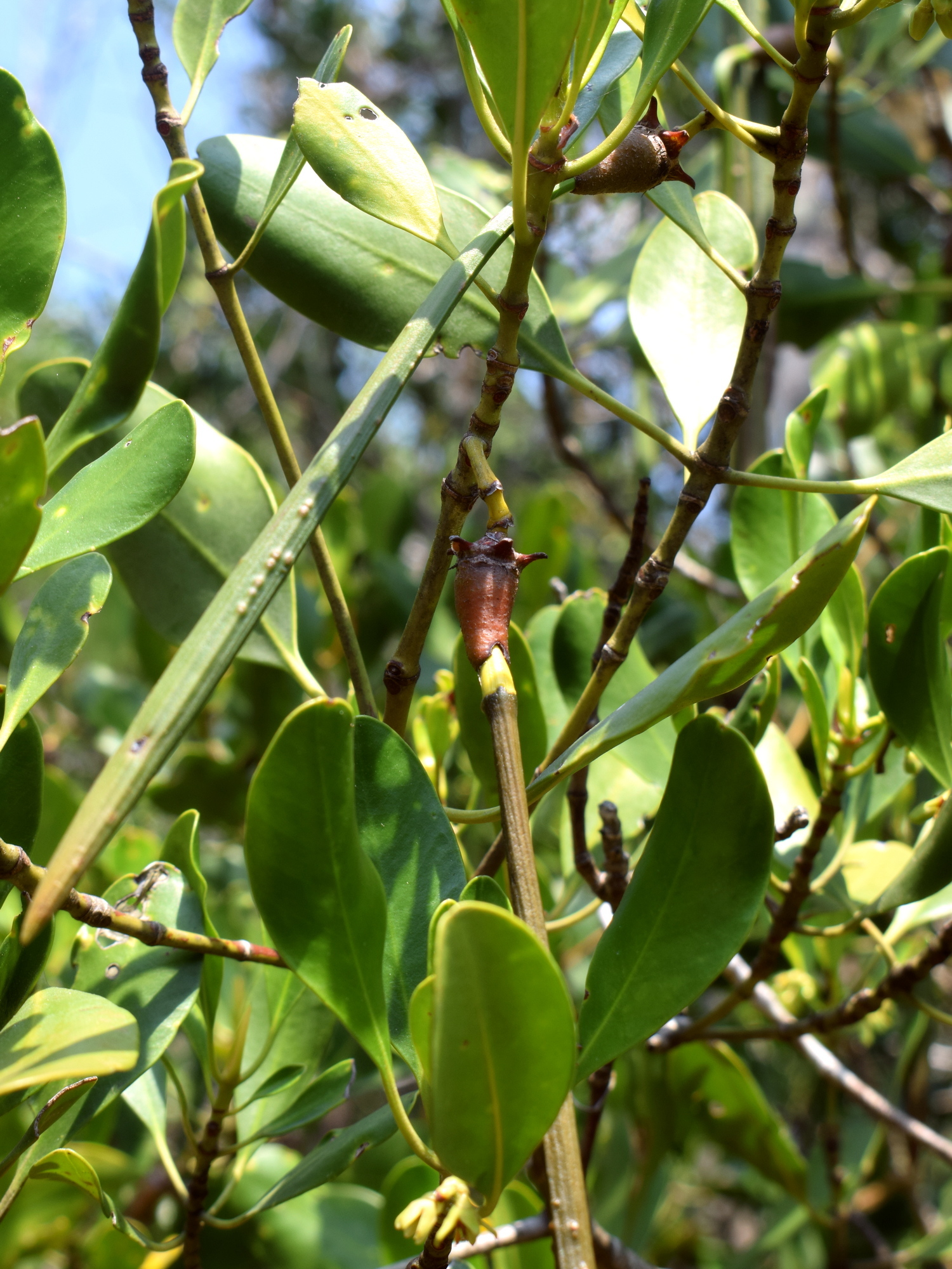 Тагал. Ceriops Tagal. Hypocotyls Соотон. Hypocotyls. Hypocotyl.