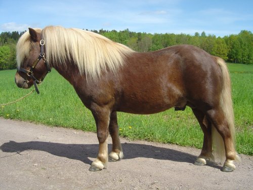 flaxen chestnut pony