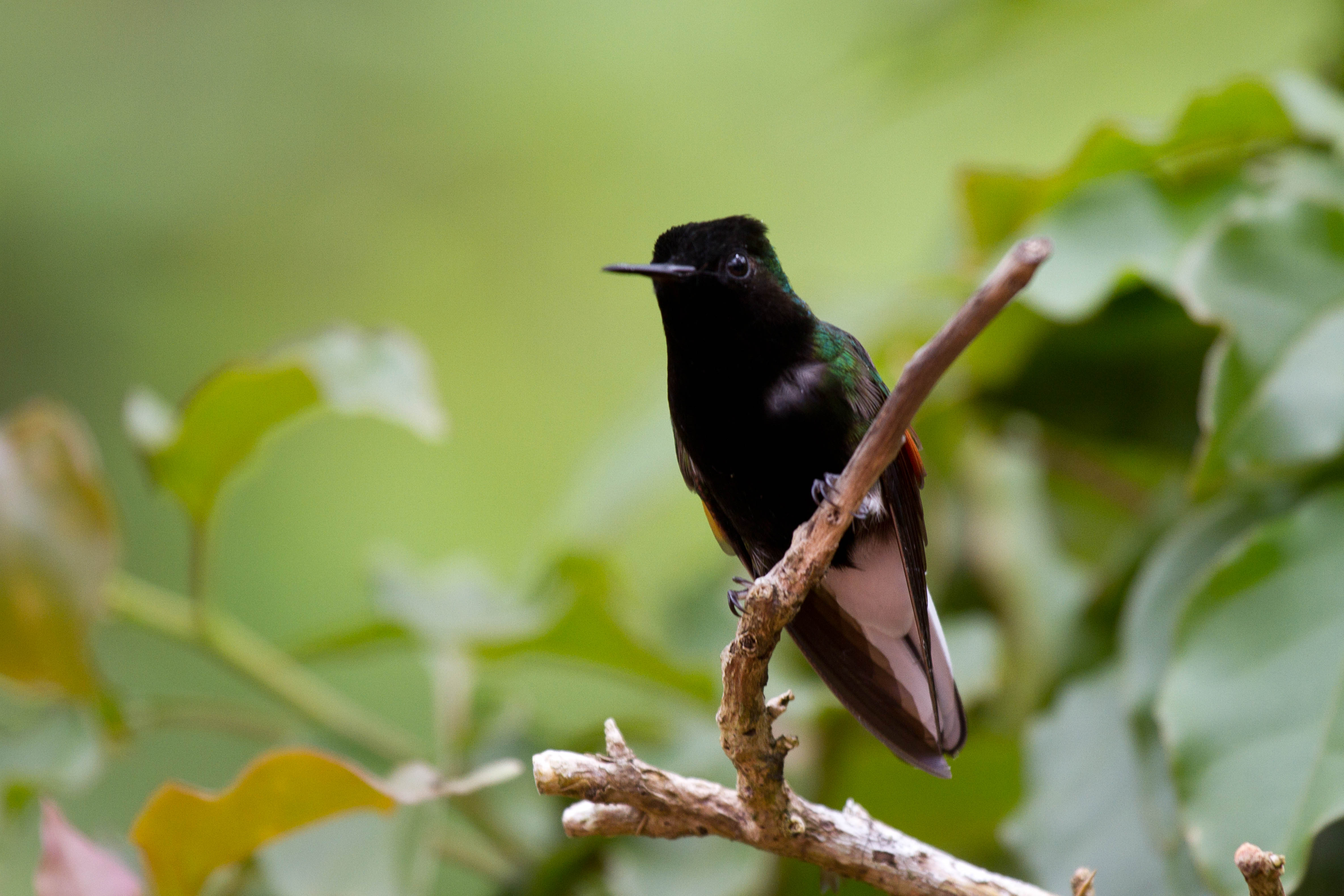 Colibri ventre noir Wikip dia