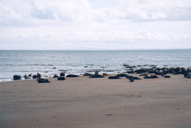 Common Seals on the shore near Strathsteven - geograph.org.uk - 315107