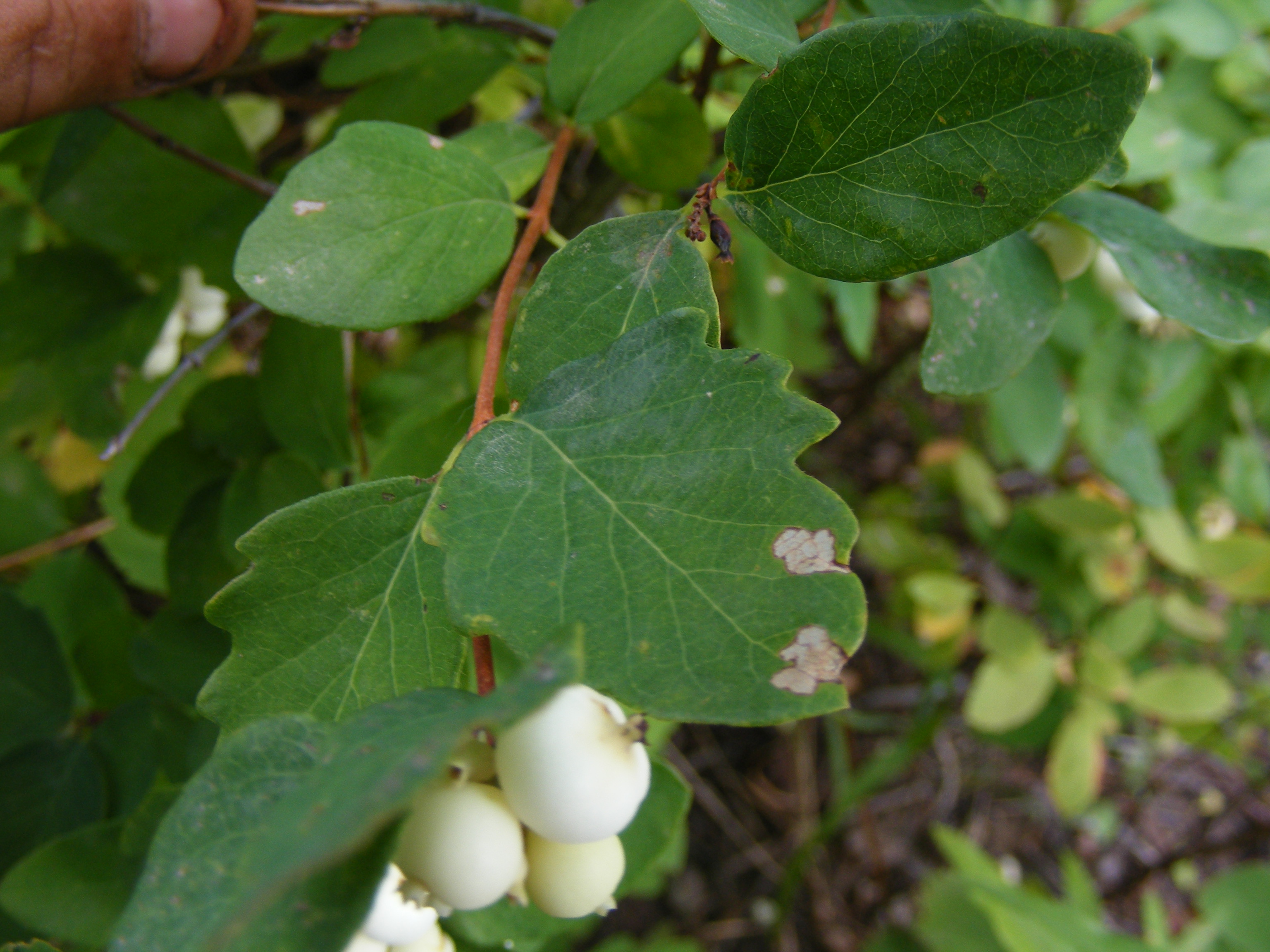 White Svidina - Poisonous White Berries And Green Bush Leaves Stock Photo,  Picture and Royalty Free Image. Image 83475912.