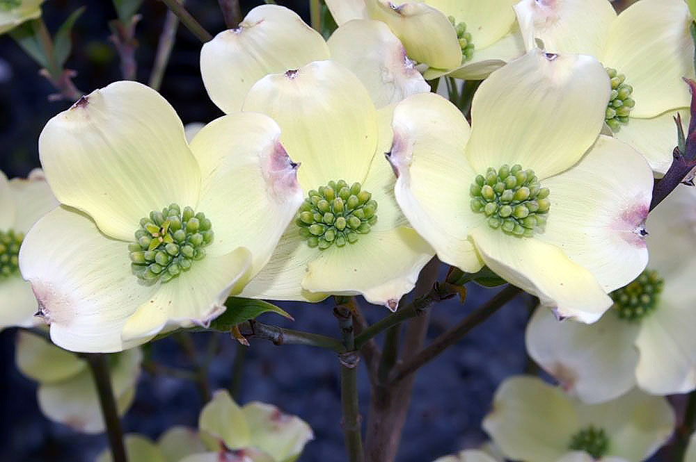 9 flowers. Cornus Florida cloud Nine. Cloud Nine цветок.