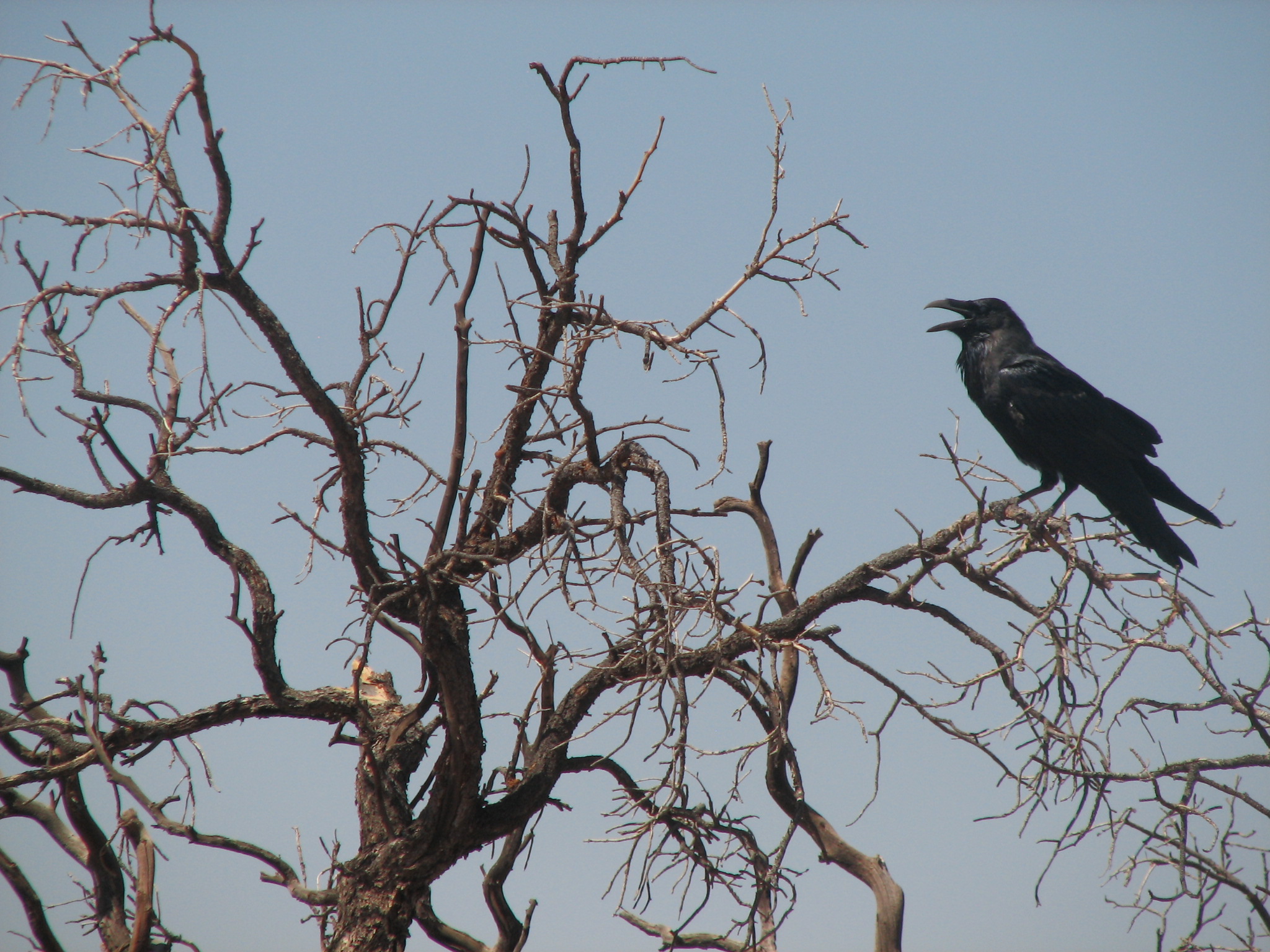 Assessing bird's condition