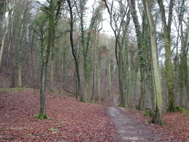 File:Cotswold Way path woodland - geograph.org.uk - 145935.jpg