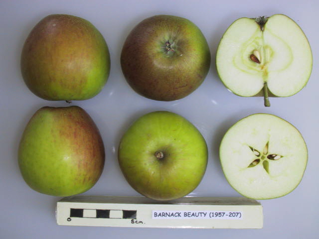 File:Cross section of Barnack Beauty, National Fruit Collection (acc. 1957-207).jpg