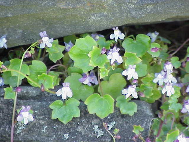 Cymbalaria muralis0