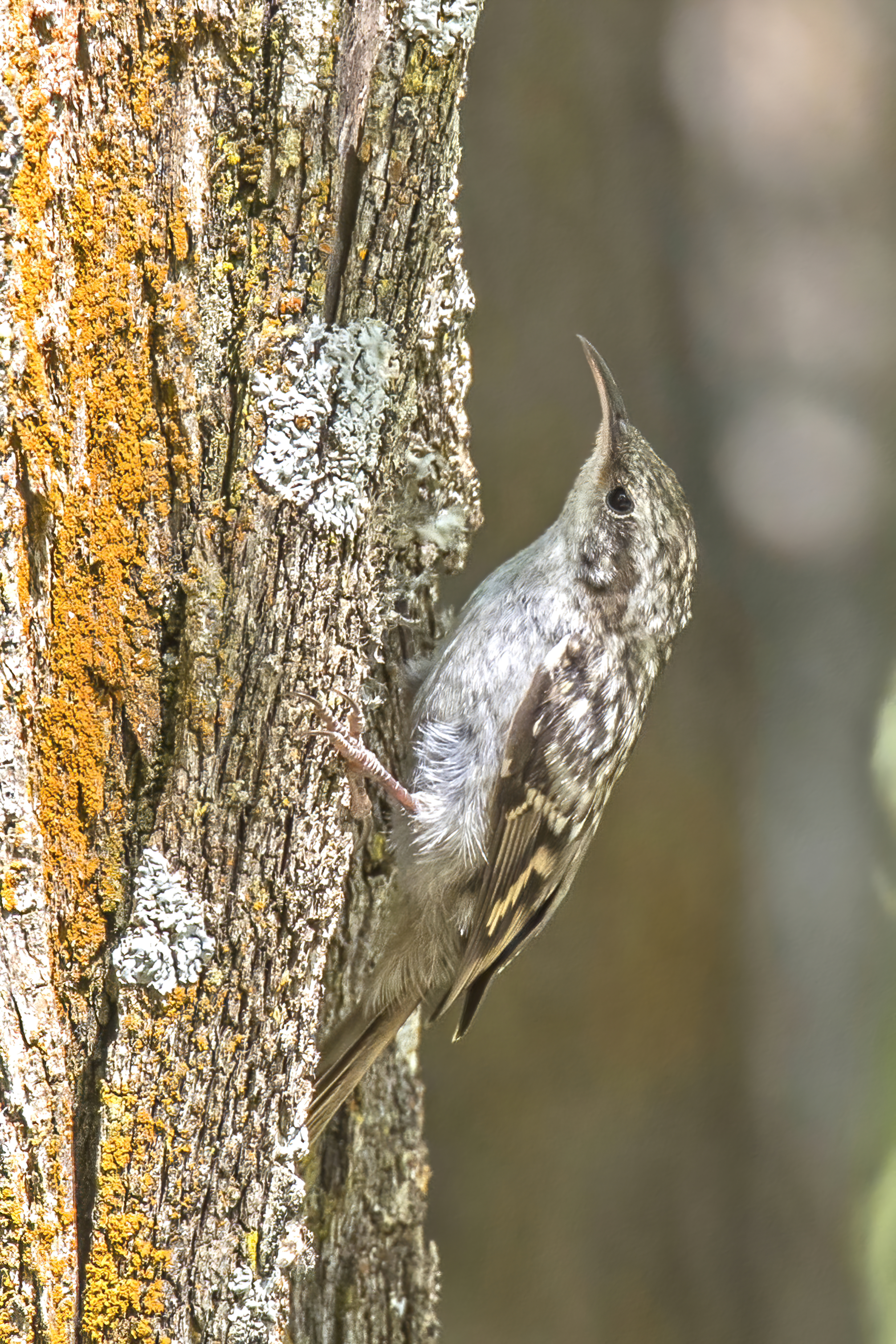 TREE CREEPER definition in American English