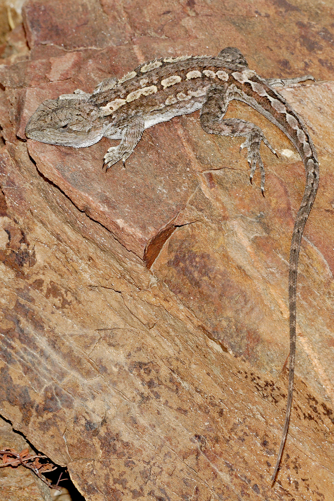 Eastern bearded dragon - Wikipedia