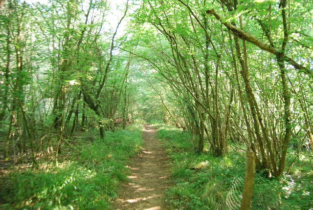 Footpath, Book Hurst Wood - geograph.org.uk - 2620083