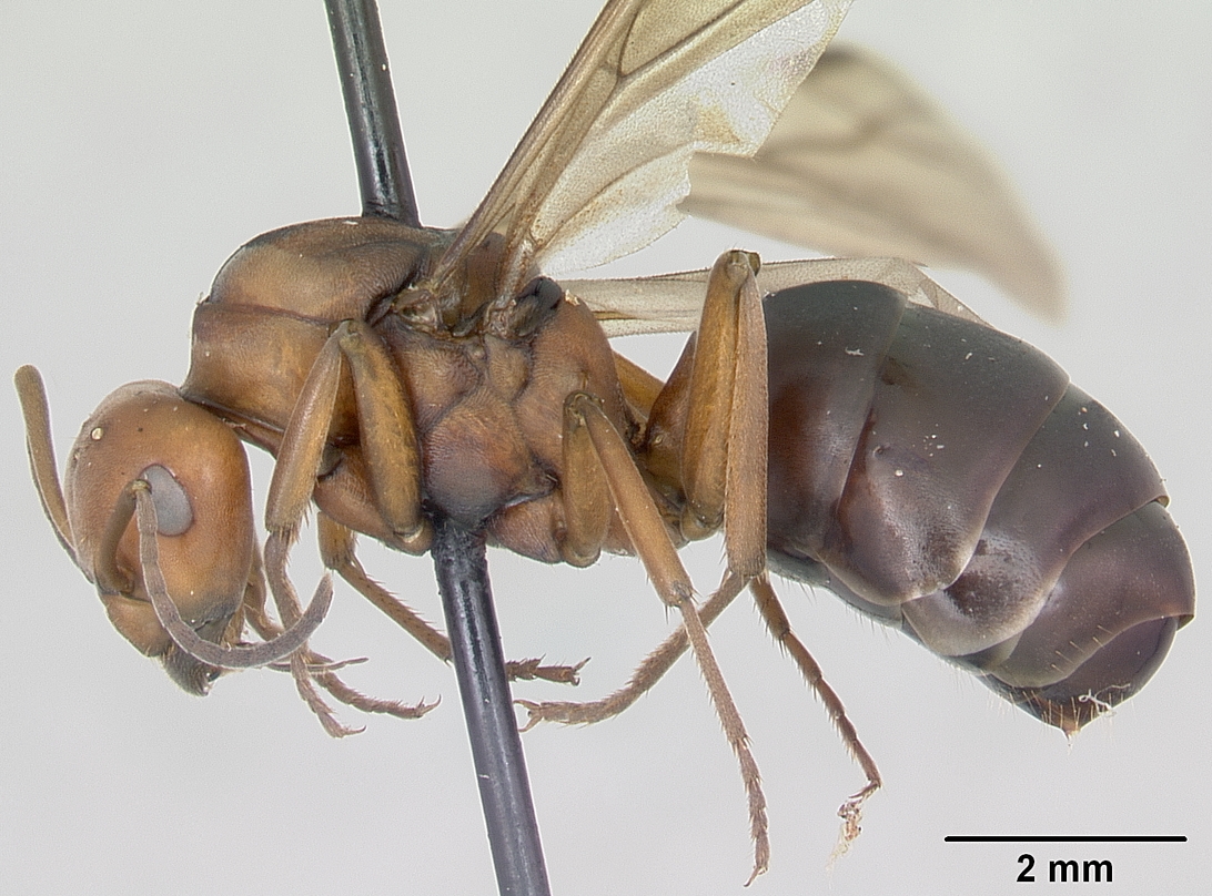Formicidae - Wikipedia, la enciclopedia libre