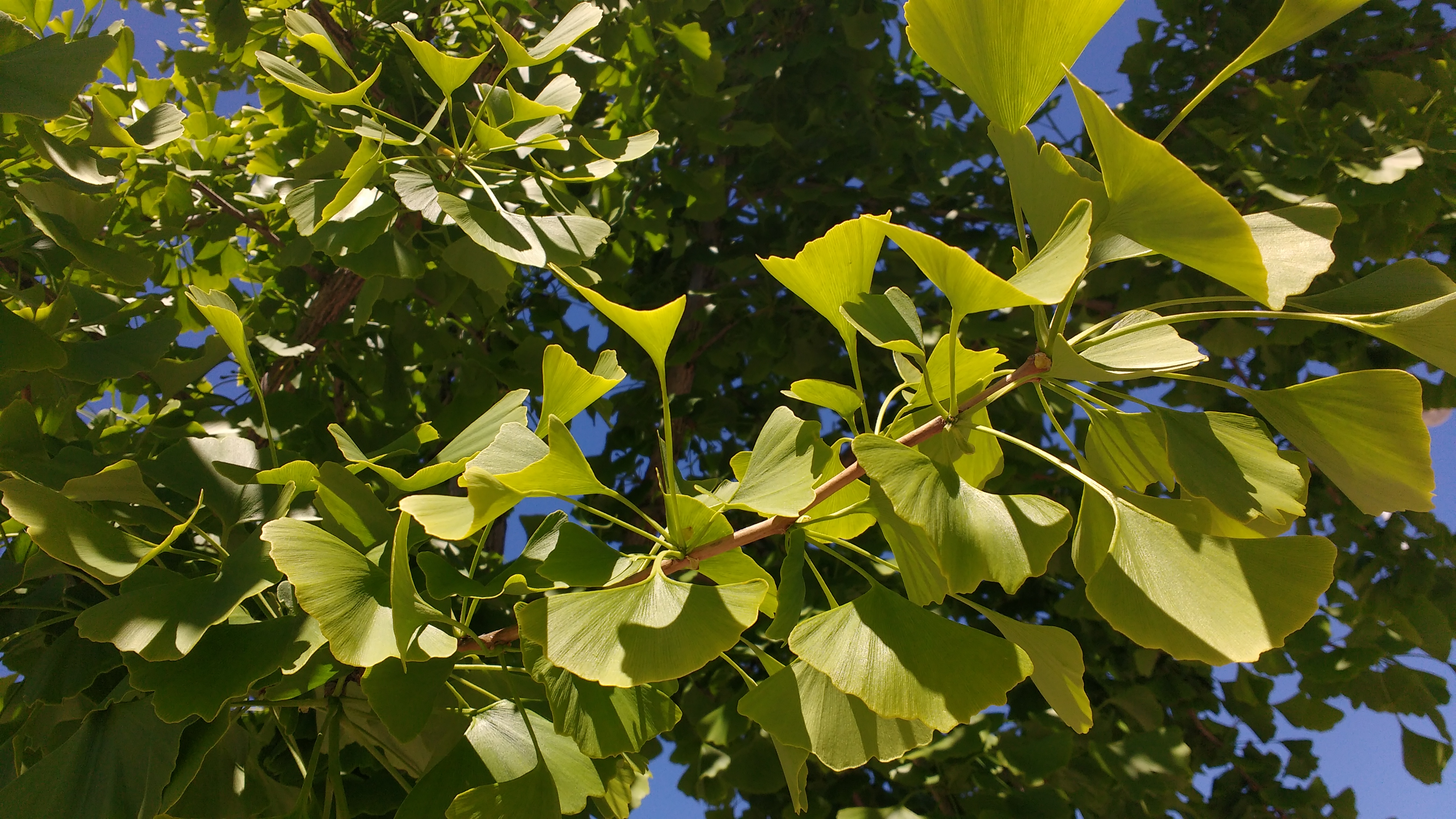 2. Гинкго двулопастный. Ginkgo Biloba